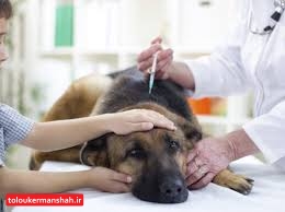کلینیکهای حیوانات خانگی خطری برای سلامت شهروندان ندارند