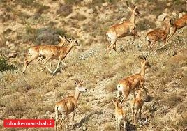 پیگیری برای ارتقاء “بمو” به منطقه حفاظت شده