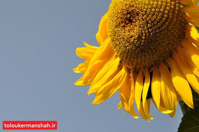 تخمه سنقری؛ زیر تیغ خشکسالی