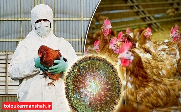 “آنفلوانزای پرندگان” در کمین است/ از دورهگردها مرغ نخرید