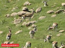 وقتی جای آهوان ایرانی در “قراویز” تنگ میشود