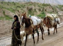 بی‌میلی عشایر کرمانشاه به کوچ پاییزه