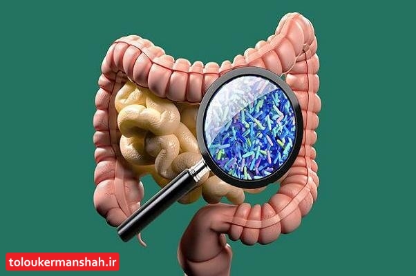 باکتری های روده در ابتلا به افسردگی نقش دارند