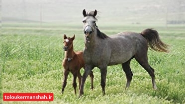  آغاز تدوین پرونده ثبت جهانی اسب کُرد