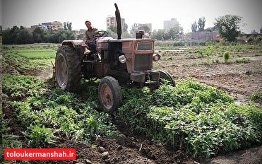 معدوم سازی ۸ هکتار “سبزیکاری آلوده” در کرمانشاه