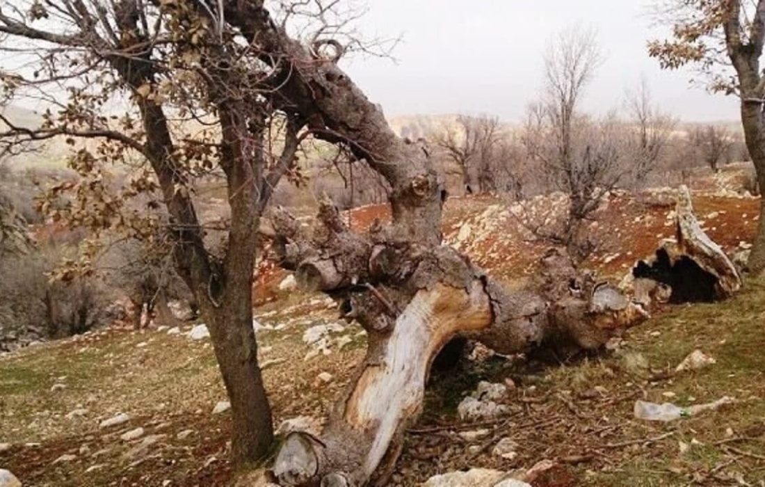 تیراندازی متخلفان به ماموران یگان حفاظت منابع طبیعی استان کرمانشاه