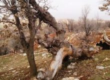 تیراندازی متخلفان به ماموران یگان حفاظت منابع طبیعی استان کرمانشاه