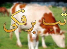 آغاز مرحله دوم مایه کوبی دامها در مقابل تب برفکی