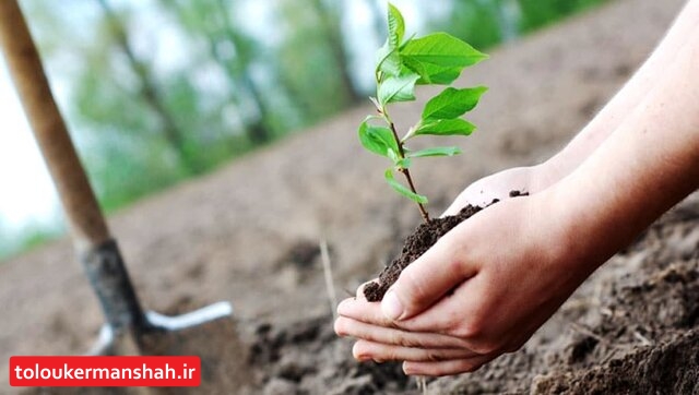 کاشت ۳۰۰ هزار اصله نهال در کرمانشاه در هفته منابع طبیعی