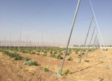 نوبرانه بزرگترین “باغ سایبان” کشور از مهر سال آینده به بازار می‌آید