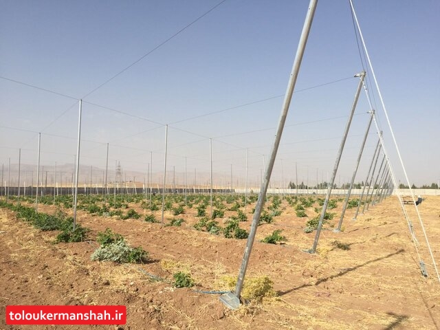 نوبرانه بزرگترین “باغ سایبان” کشور از مهر سال آینده به بازار میآید