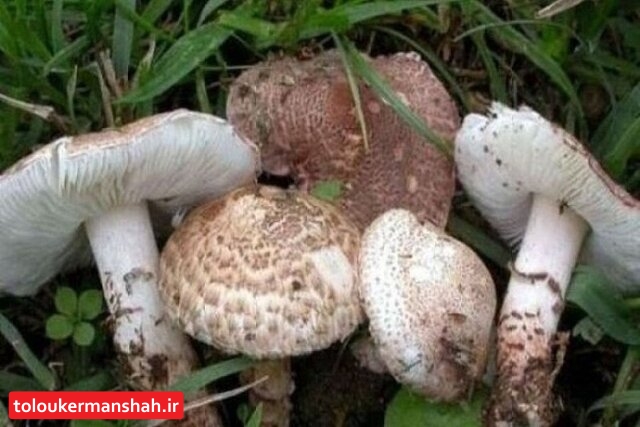 بستری ۸۷ مسموم با قارچ سمی در کرمانشاه/قارچ خودرو نخریم