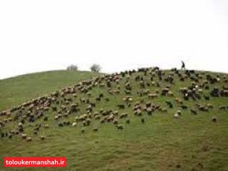 ورود زودهنگام دام عشایر بهمناطق ییلاقی کرمانشاه ممنوع است/ردپای غیرمجاز دام در مناطق امن زیست محیطی