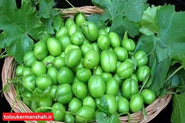 آغاز برداشت گوجه سبز از باغ های کرمانشاه