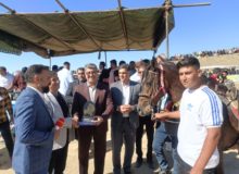 میدان‌داری اسب کُرد در کنگاور؛ از زمان کاسی‌ها تاکنون