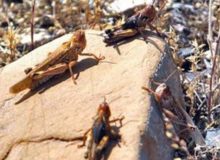 جزئیات هجوم ملخ‌های به روستاهای «پاوه»