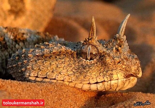 از این نوع مار بیشتر از بقیه بترسید