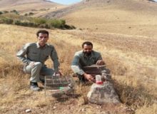 دستگیری شکارچیان متخلف و غیرمجاز ۲ راس گراز وحشی در شهرستان دالاهو