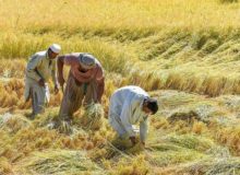 اجازه نمی‌دهیم فرصت‌های شغلی ایجاد شده در اختیار اتباع خارجی غیرمجاز قرار گیرد