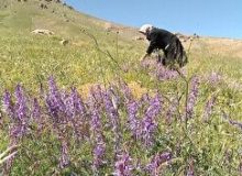 چیدن گیاهان خوراکی جان دو نفر را گرفت