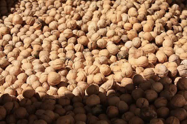 هشدار رییس شورای ملی نخود درباره ممنوعیت صادرات آن/ توان صادرات ۱۵۰ هزار تن نخود را داریم