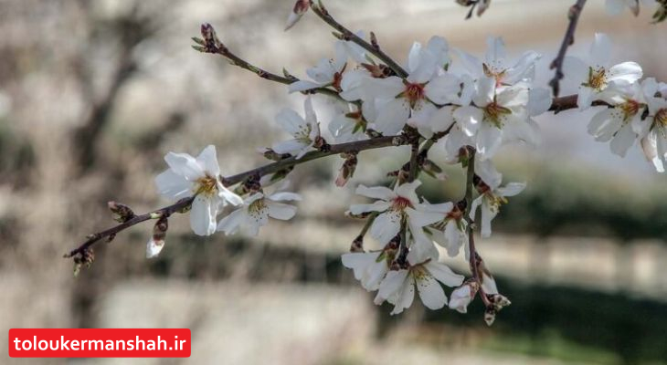 چشمانداز اولیه وضعیت جوی کرمانشاه در نوروز