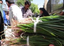 رونق خوراک‌های بهاری در سفره کرمانشاهیان