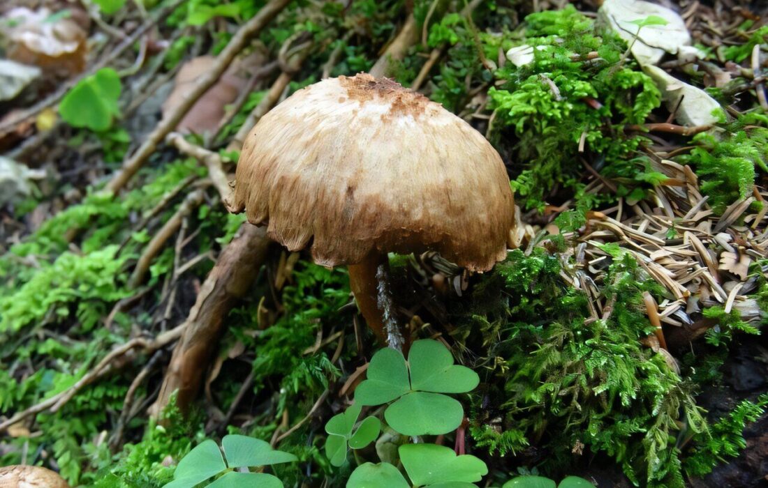 مصرف قارچ سمی در دالاهو یک فوتی و یک مسموم برجای گذاشت