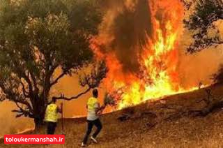 شناسایی ۲۶۰ نقطه بحرانی و نیمه‌بحرانی حریق در منابع طبیعی کرمانشاه/ آماده‌باش ۳۳۰ دیده‌بان