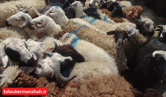 دستگیری سارق حرفهای احشام در کرمانشاه