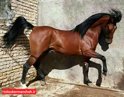 ثبت جهانی «اسب کُرد» عزم استانی میخواهد/ مستندات تدوین پرونده گردآوری شده است
