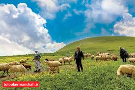 چرای دام در مناطق حفاظت‌شده کرمانشاه ممنوع و مجرمانه است