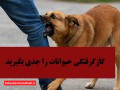 معاینه ۱۳ مصدوم گازگرفتگی سگ در پزشکی قانونی کرمانشاه