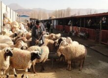 خطرناک‌ترین بیماری‌های مشترک انسان و حیوان کدام‌اند؟