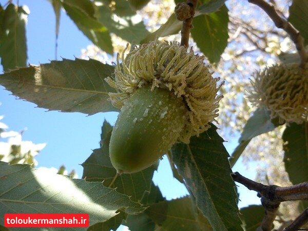 «شوکه»؛ بلای جان جنگلهای زاگرس