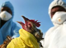 پایش مولکولی و سرمی آنفلوآنزای فوق حاد پرندگان در کرمانشاه آغاز شد
