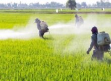 آغاز مبارزه با علف‌های هرز در مزارع مناطق گرمسیری کرمانشاه