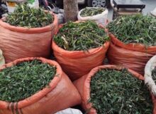 گیاهان بهاری را تازه مصرف کنید