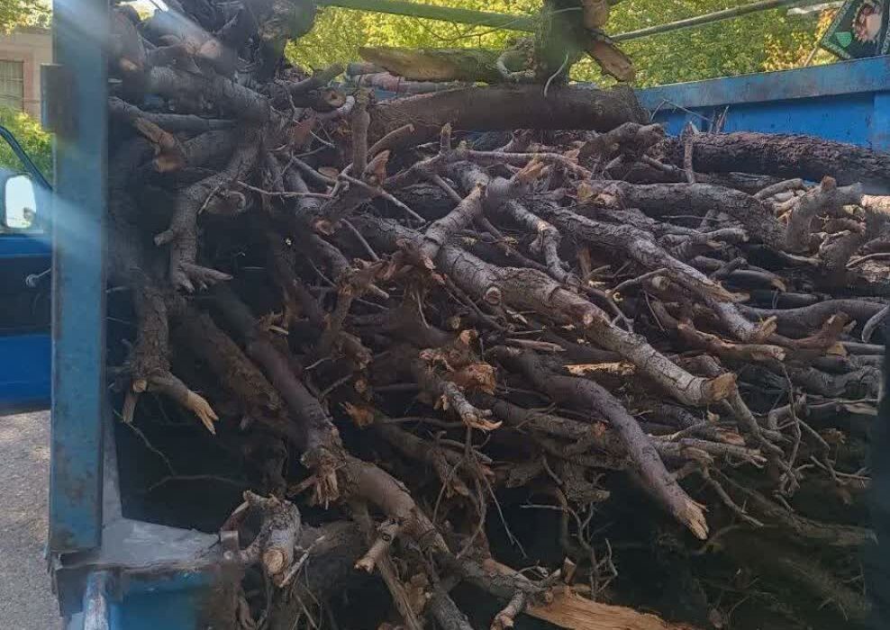 دستگیری عامل قطع و قاچاق درختان بلوط در اسلام آبادغرب