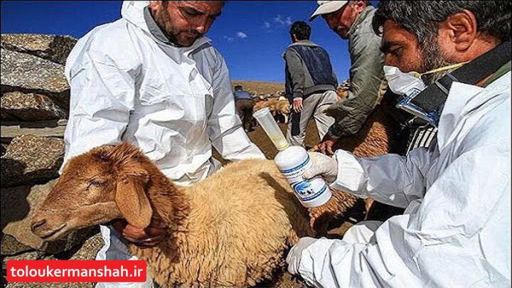 آغاز برنامههای پیشگیری از تب خونریزی دهنده کریمهکنگو در کرمانشاه