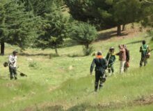 پیشگیری از آتش‌سوزی در پارک جنگلی سراب قنبر کرمانشاه با پاکسازی علف‌های هرز و خشک